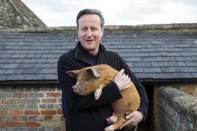 Mandatory Credit: Photo by David Hartley/REX Shutterstock (3666206e) David Cameron holds Florence the piglet, one of the two which he has donated to Coggs Farm David Cameron visits Coggs Farm, Witney, Britain - 21 Mar 2014